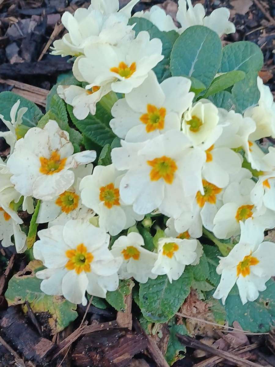 białe wiosenne kwiatki puzzle online