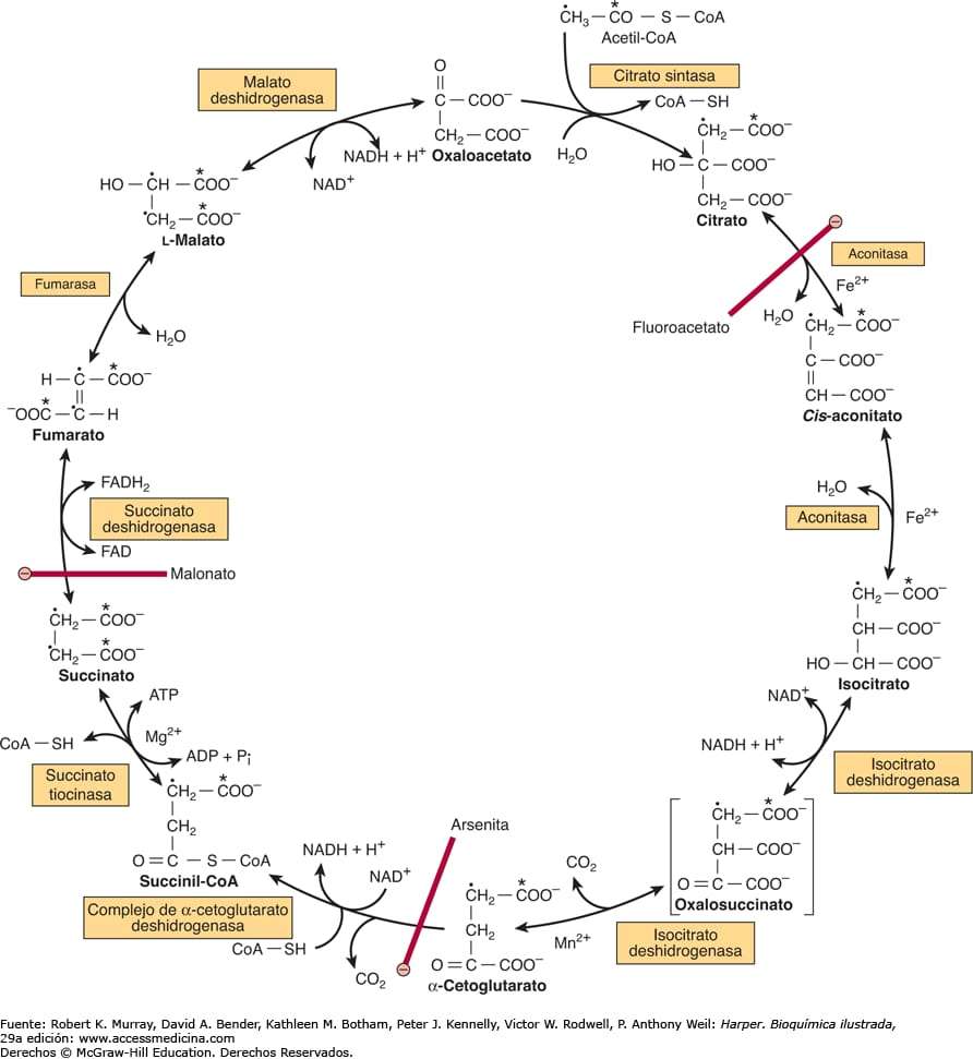 Ciclo de Krebs puzzle online