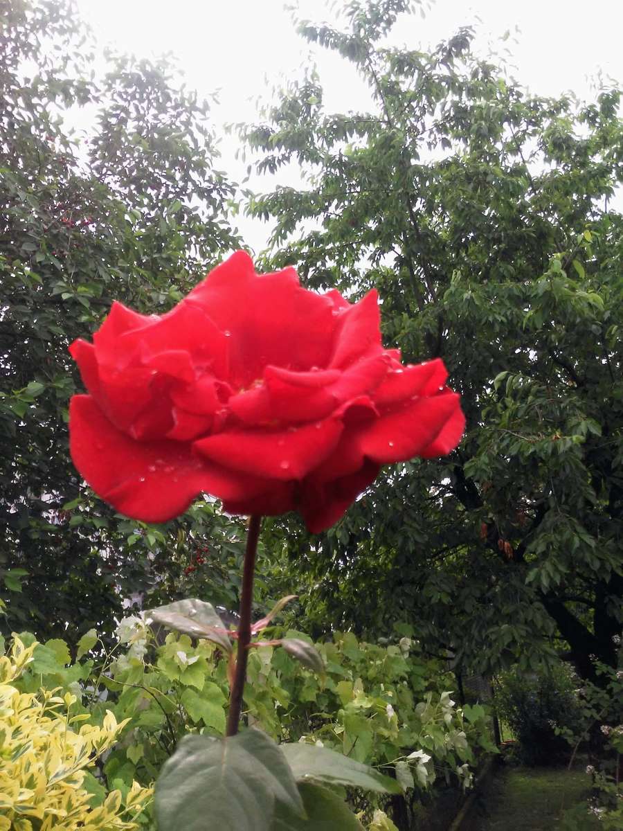 czerwona róża na tle drzew i krzewów puzzle online