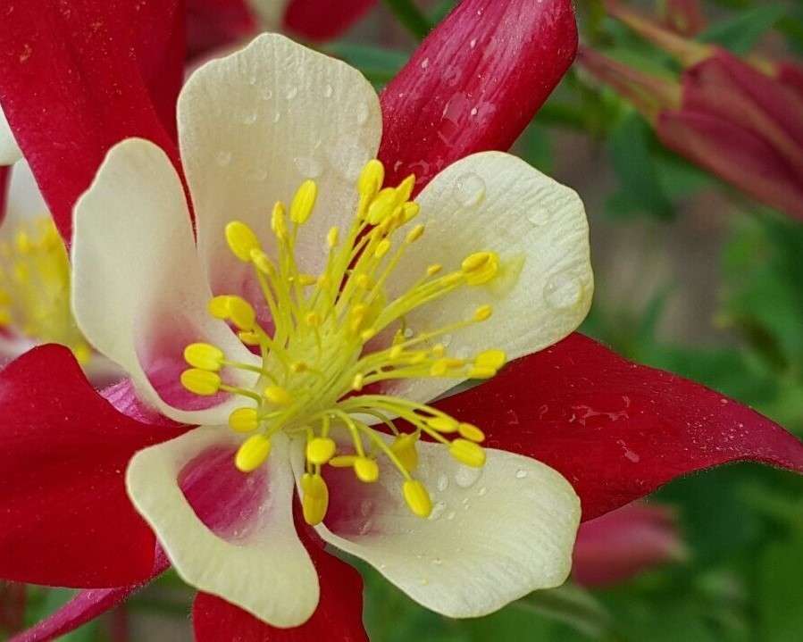 Ładny kwiat puzzle online