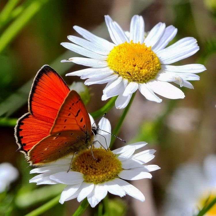 Kwiat motyla i rumianku puzzle online