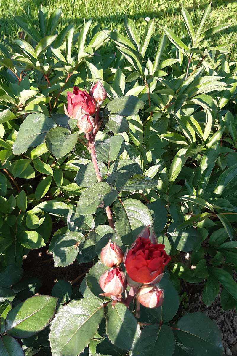 dużo liści i kwiatki róży puzzle online