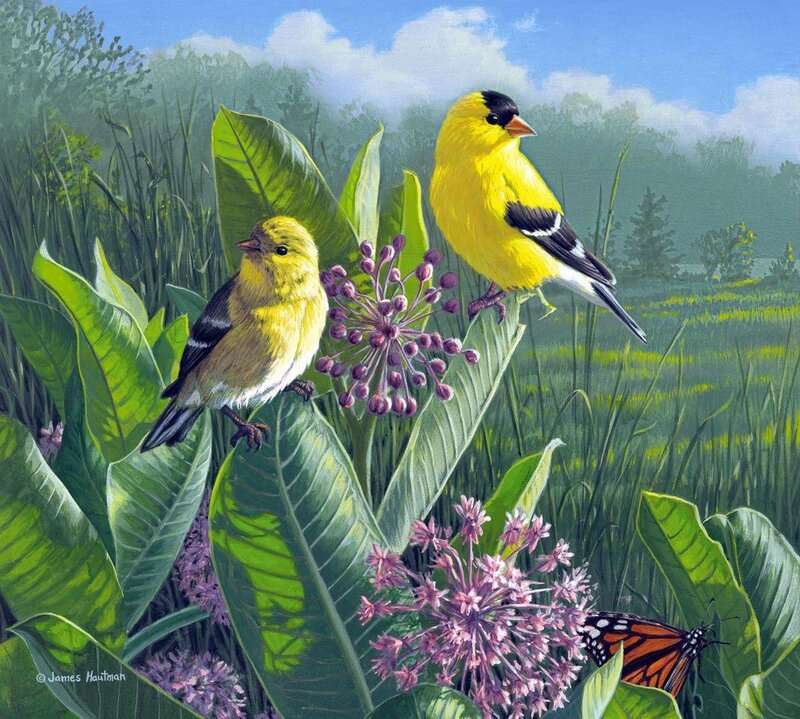 Żółte ptaszki puzzle online