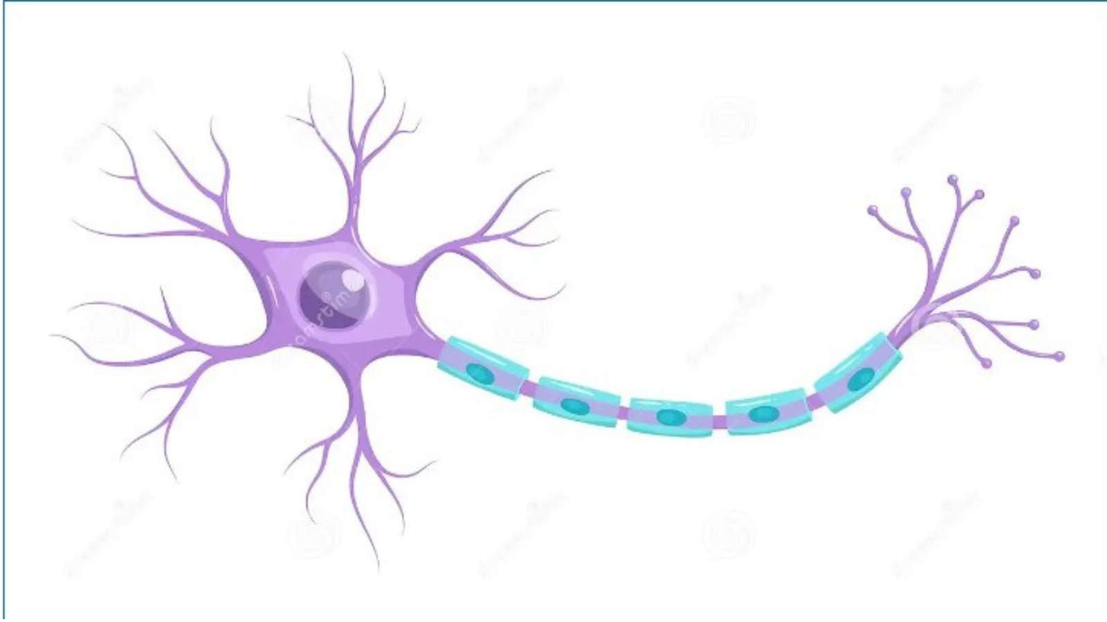 Neuron puzzle online