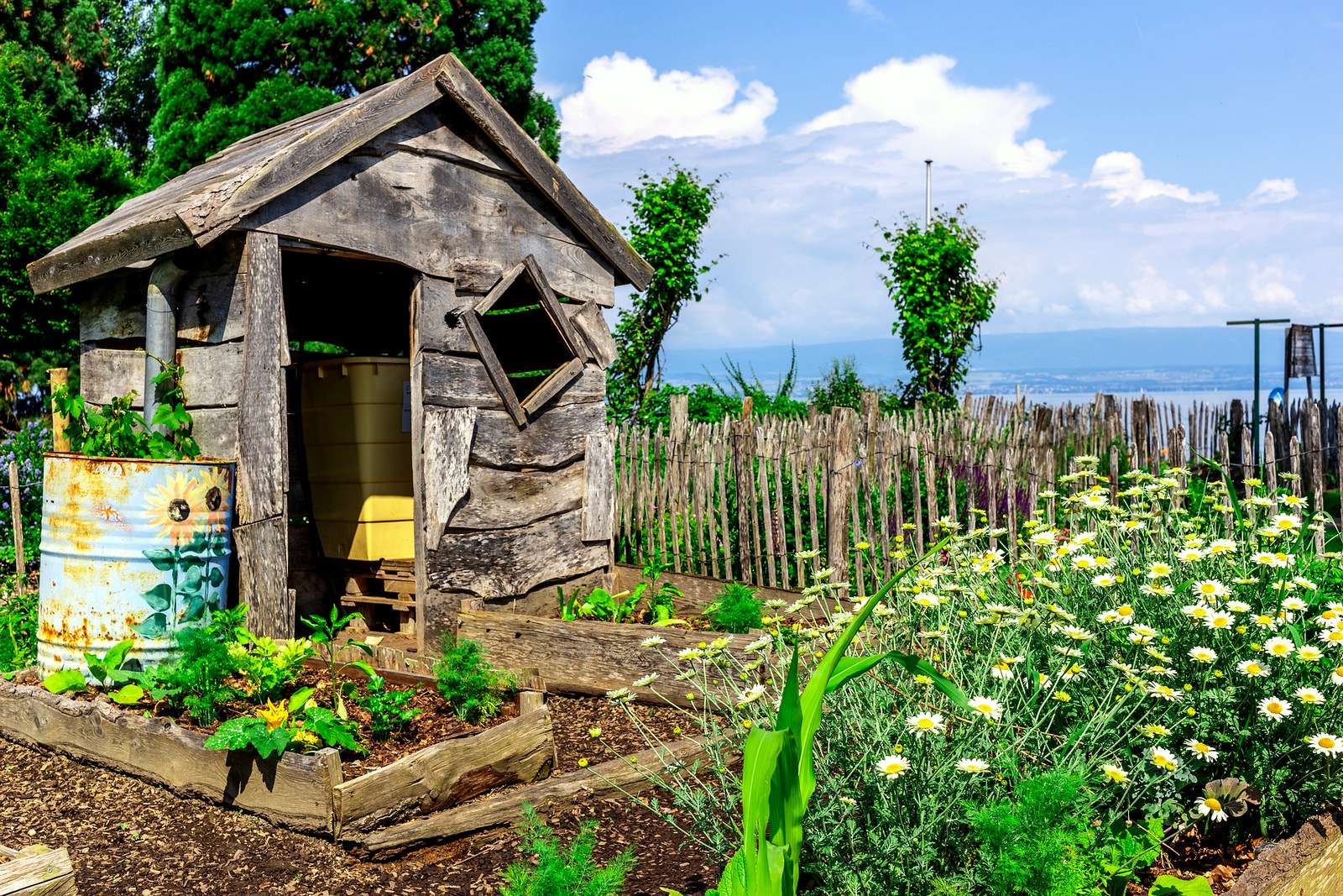 Wiejski ogródek z szopą i grządką rumianku puzzle online