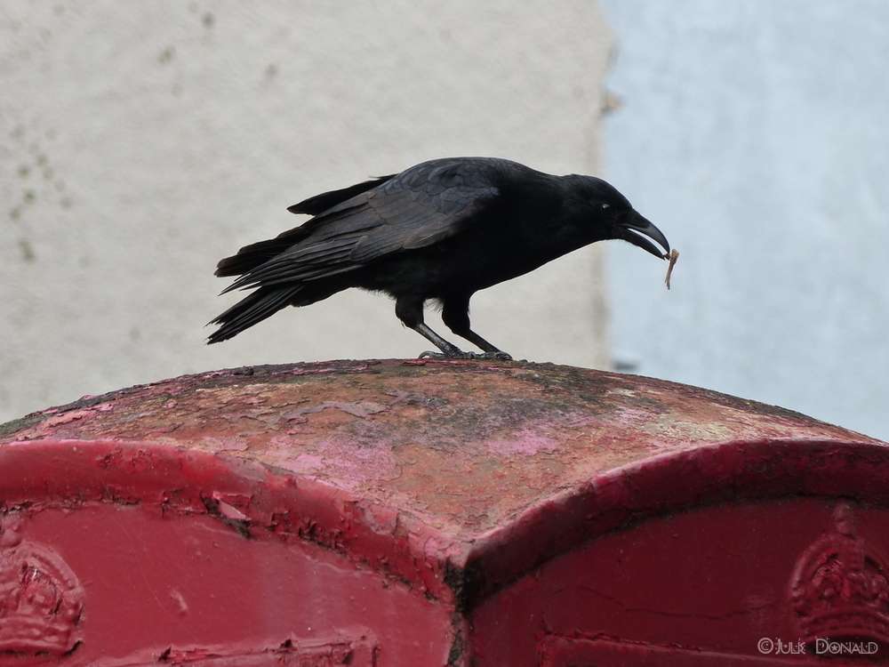 Carrion Crow na budce telefonicznej puzzle online