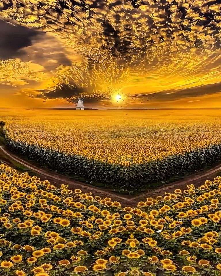 kwiaty słoneczniki puzzle online
