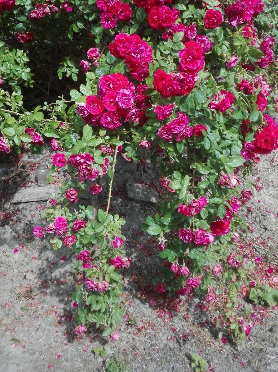 krzew różany obsypany kwiatami puzzle online