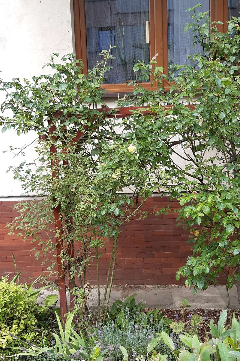 zieleń przed domem na ulicy puzzle online