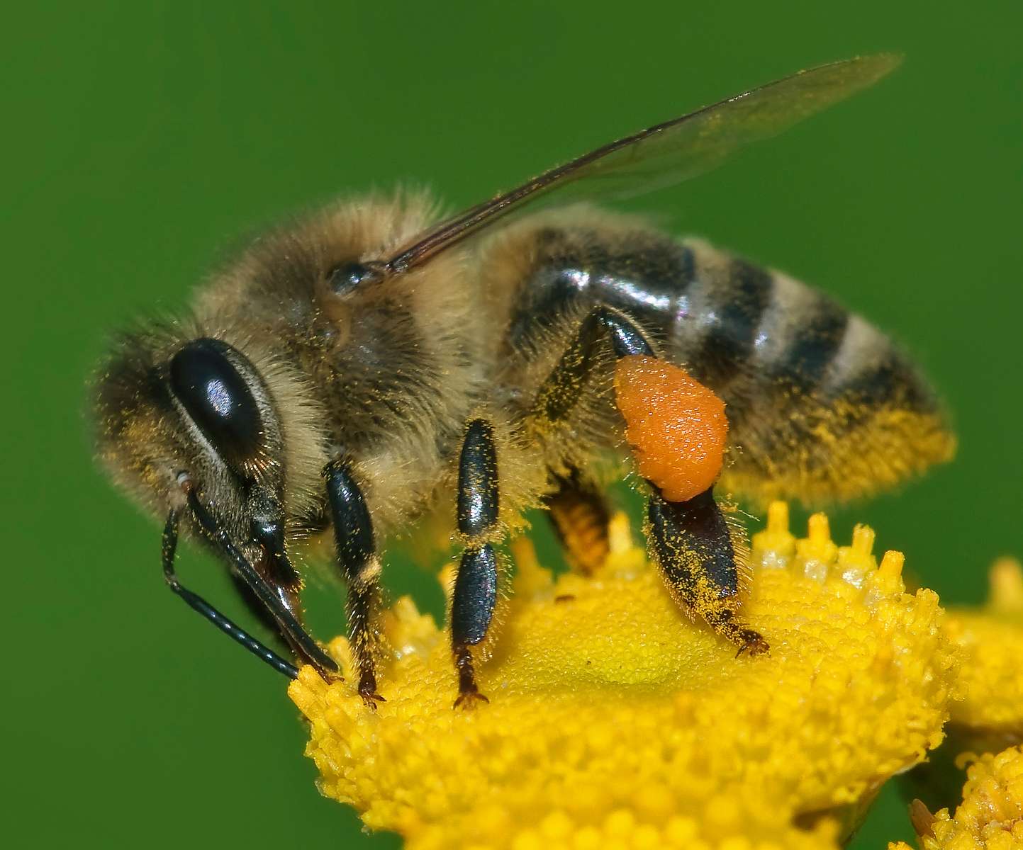 zagadka pszczół puzzle online