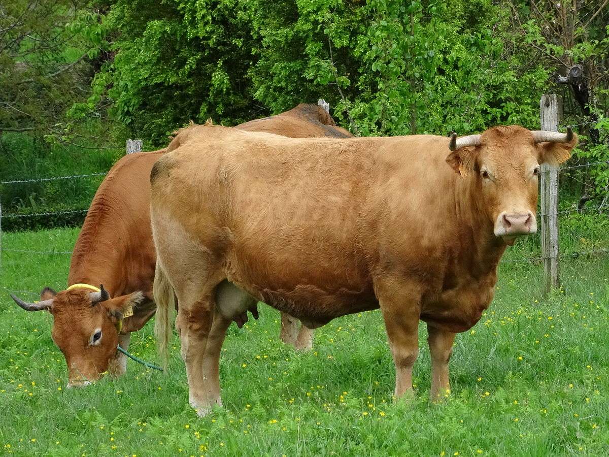 Krowa z farmy puzzle online