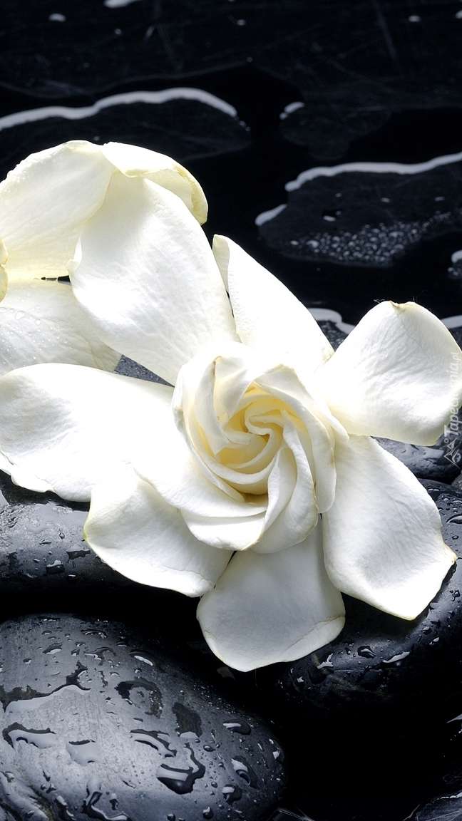 białe kwiaty puzzle online