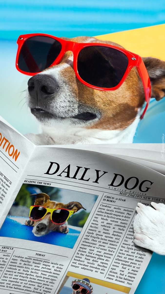 pies w czerwonych okularach puzzle online
