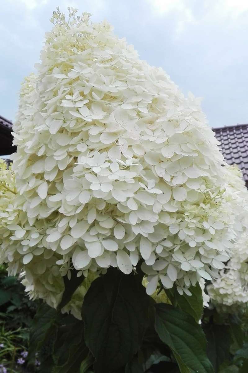 dostojny biały kwiatostan puzzle online