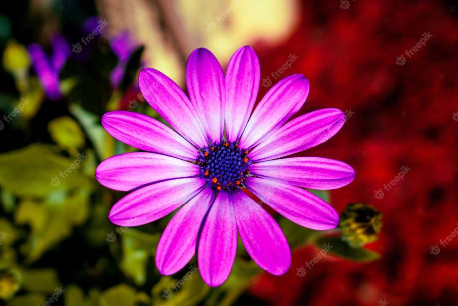 kolorowy kwiat. puzzle online
