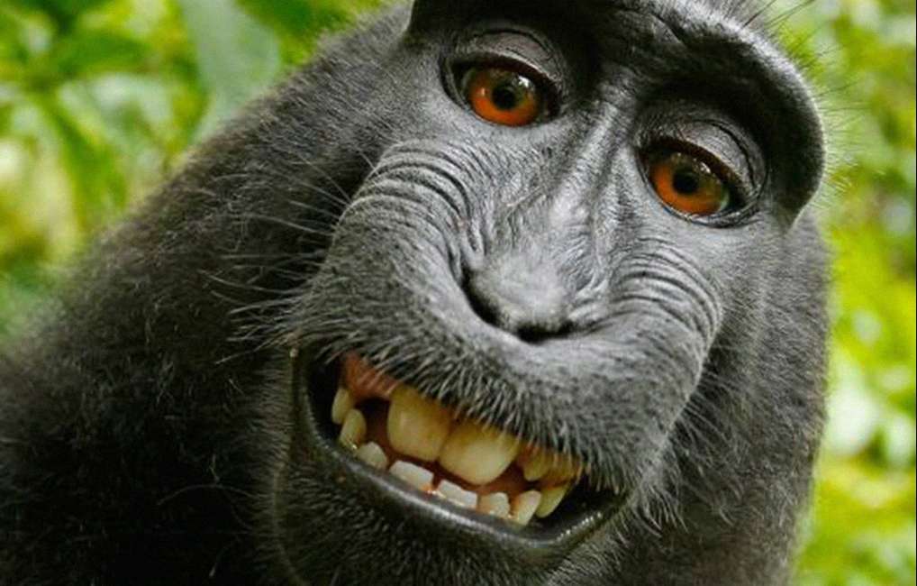 szczęśliwa małpa puzzle online
