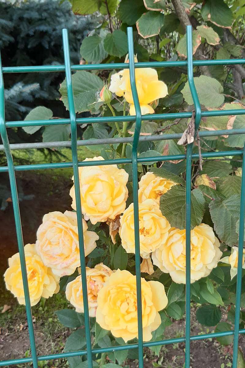 herbaciane róże za płotem puzzle online
