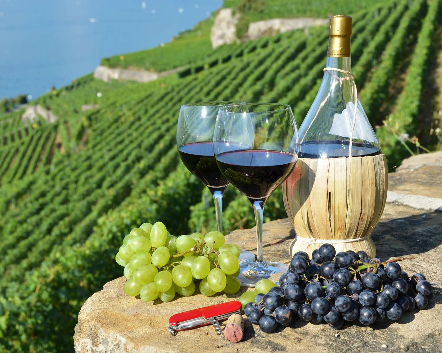 Wino z winnic z regionu Alp i Adriatyku puzzle online