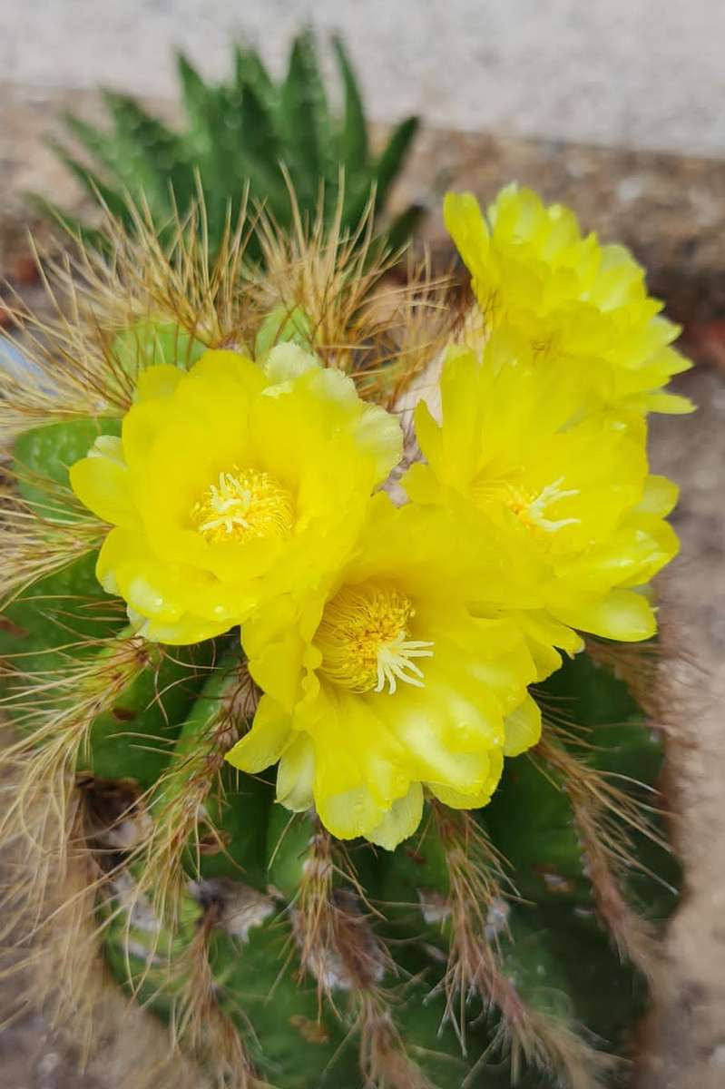 kwitnący na żółto kaktus puzzle online
