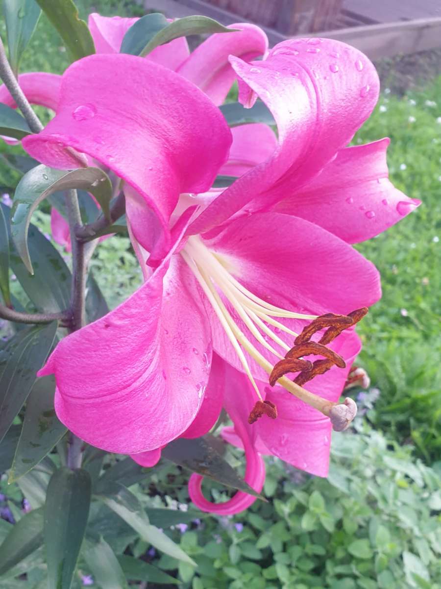 piękna i pachnąca lilia puzzle online