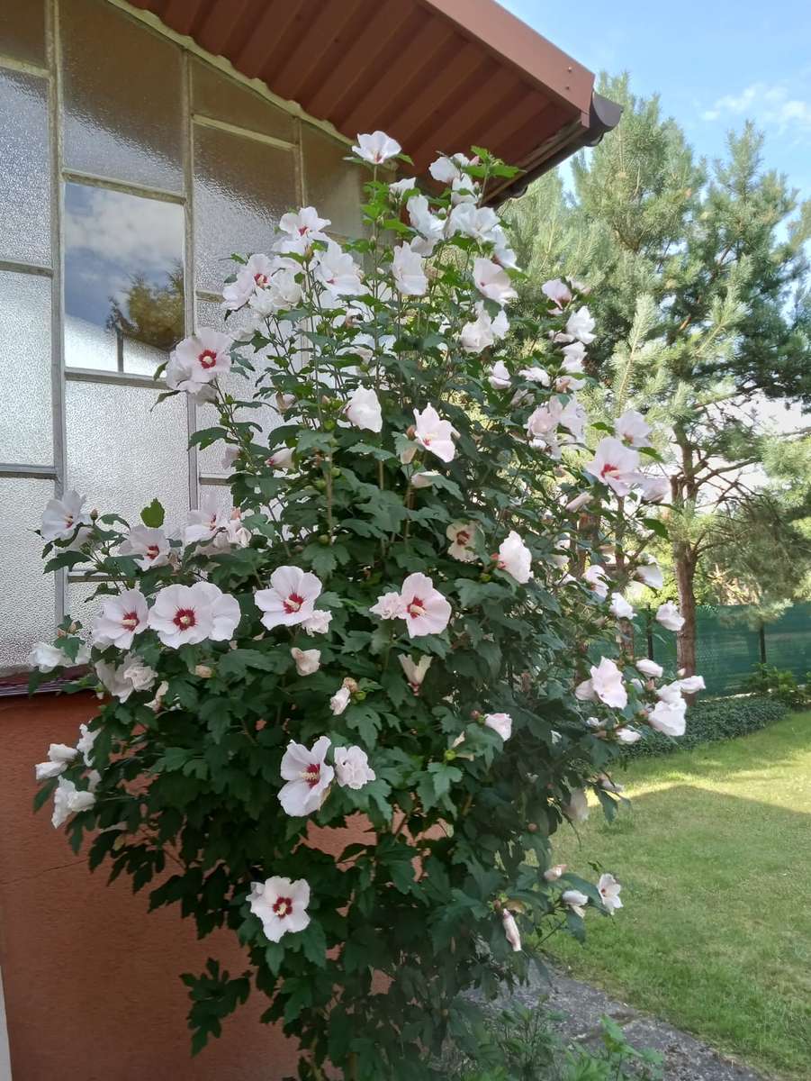 krzew hibiskusa przed domem puzzle online