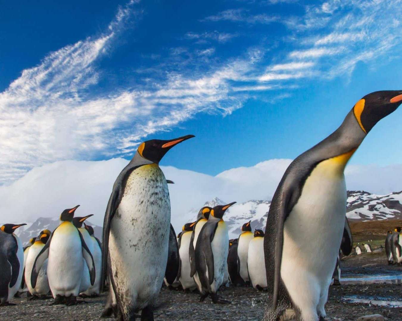 Pingwiny na Antarktydzie puzzle online