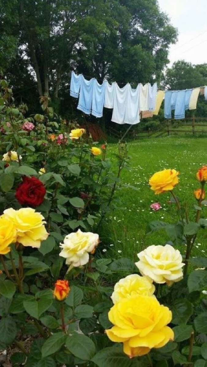 pranie na drucie w ogrodzie puzzle online