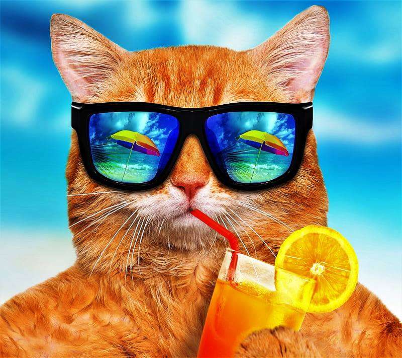 Kocie okulary przeciwsłoneczne puzzle online