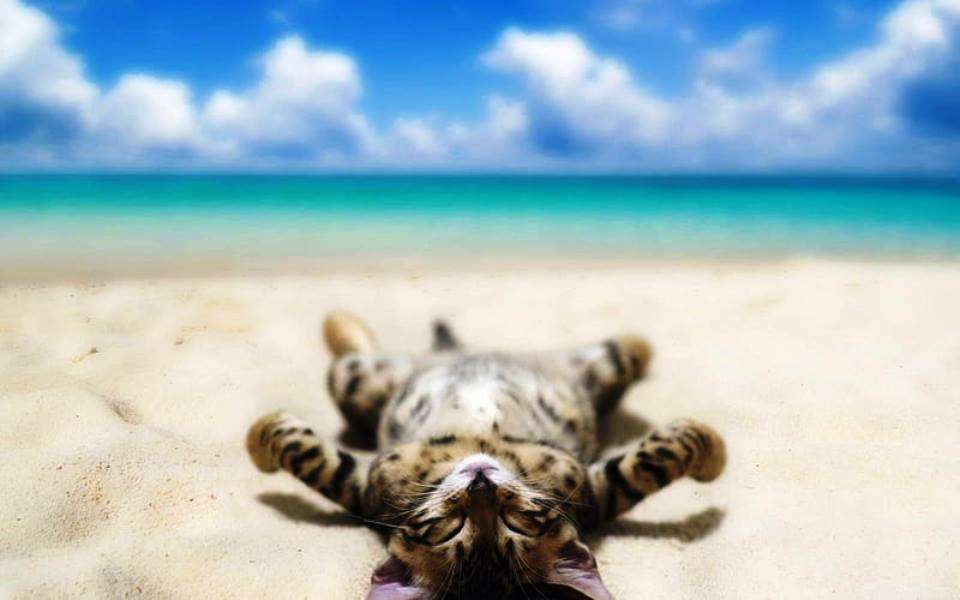 kot zmęczony morzem puzzle online