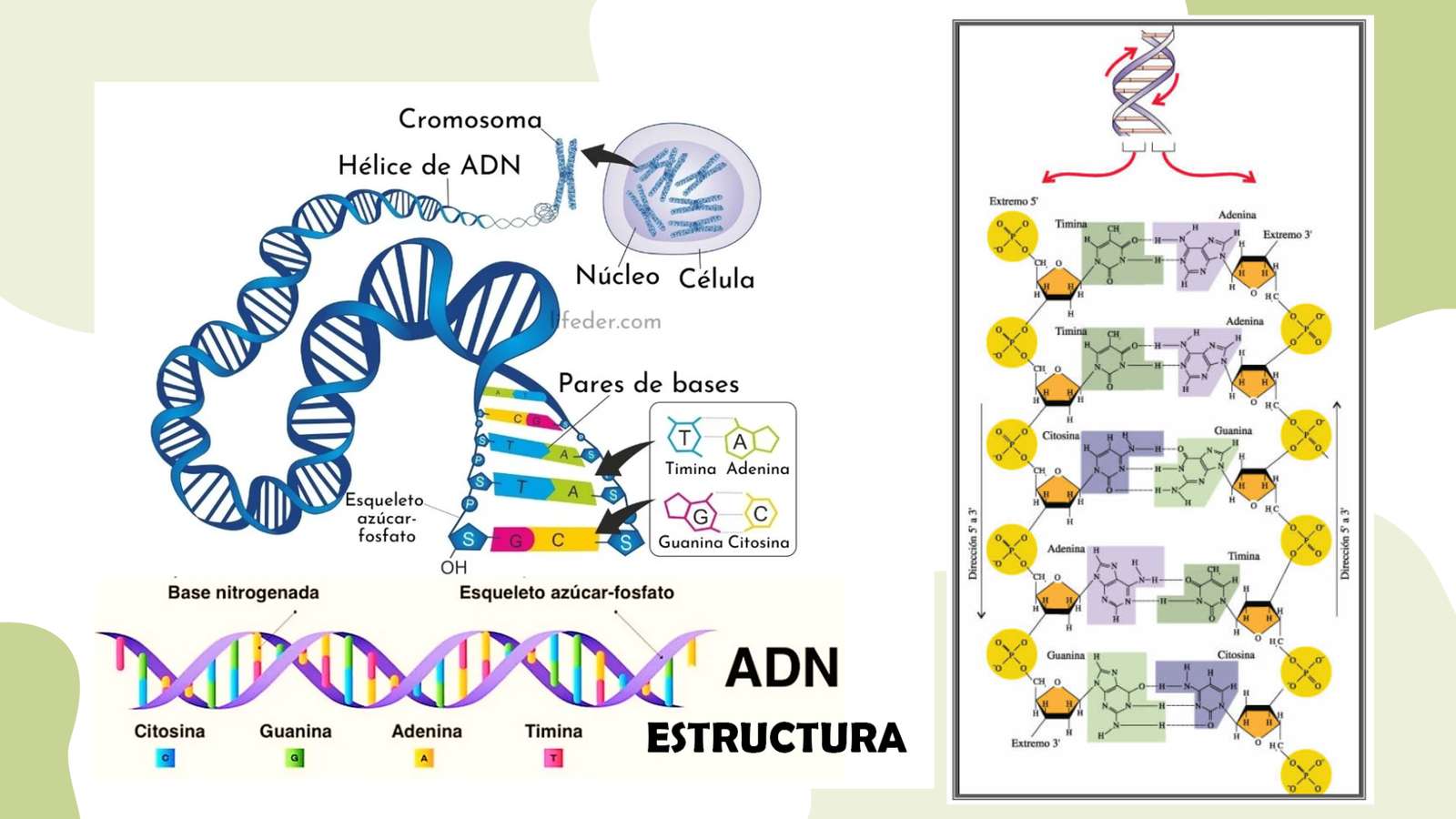 Struktura DNA puzzle online