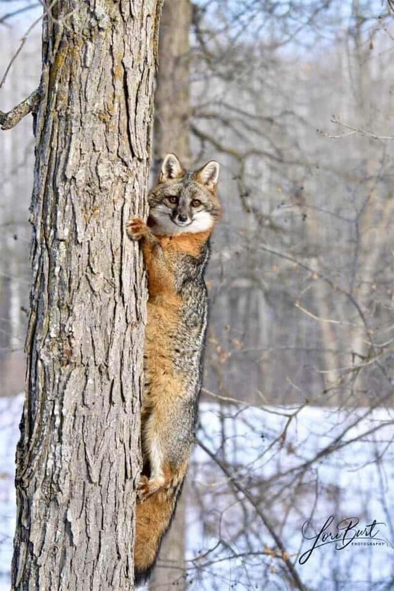 lis wspinający się na drzewo puzzle online