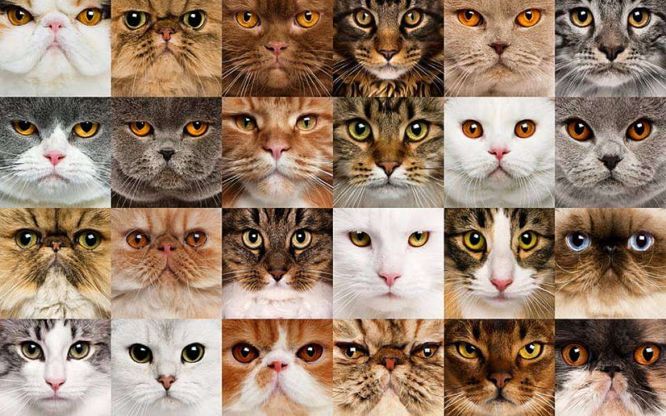 kolaż kotów puzzle online