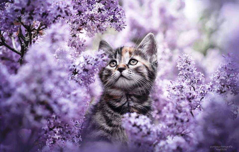 liliowy kot puzzle online