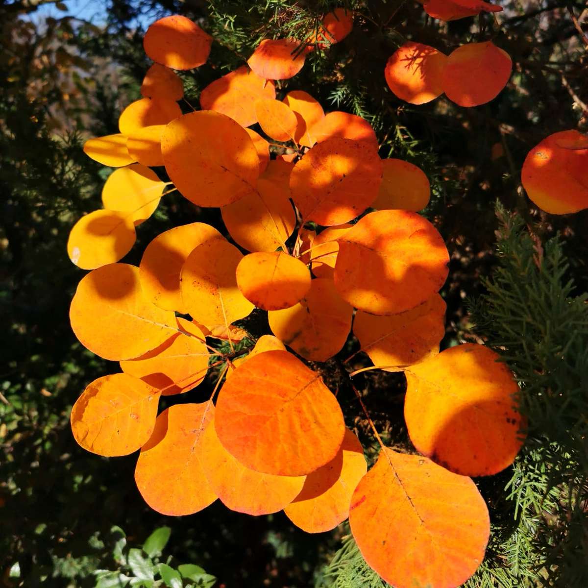 żółtawa roślina w słońcu puzzle online