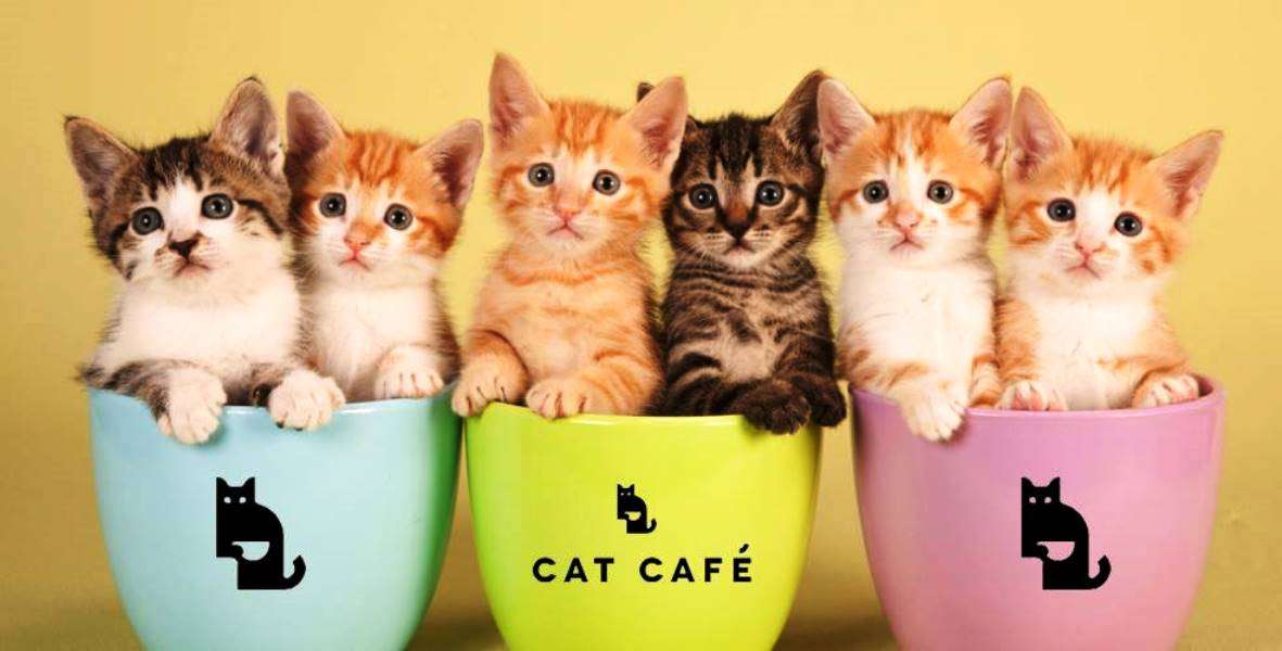 kawiarnia dla kotów puzzle online