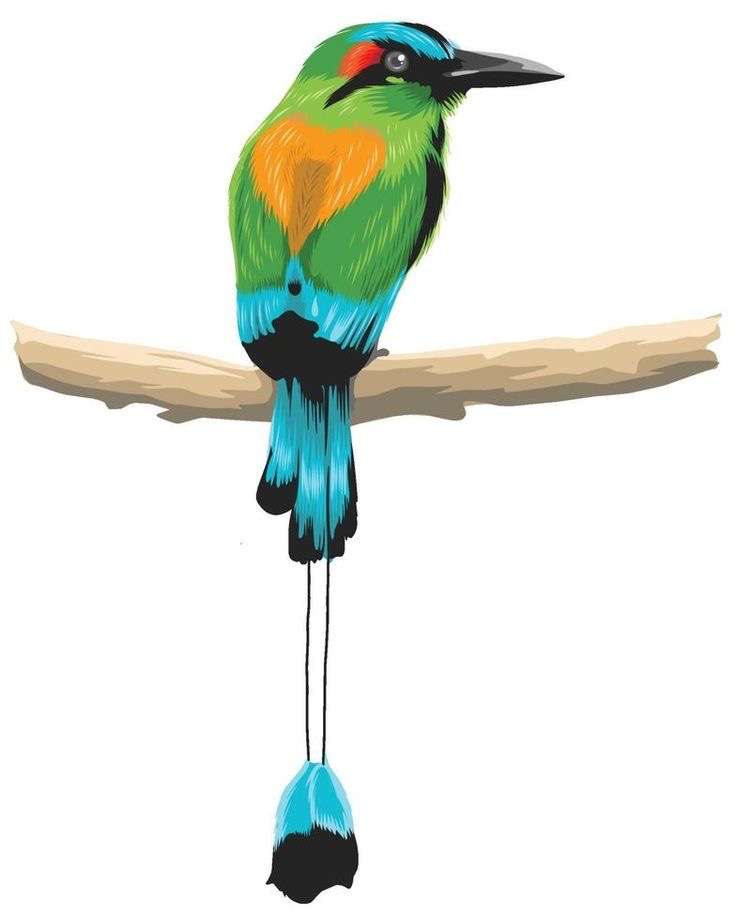 Narodowy ptak Torogoz Salwadoru puzzle online