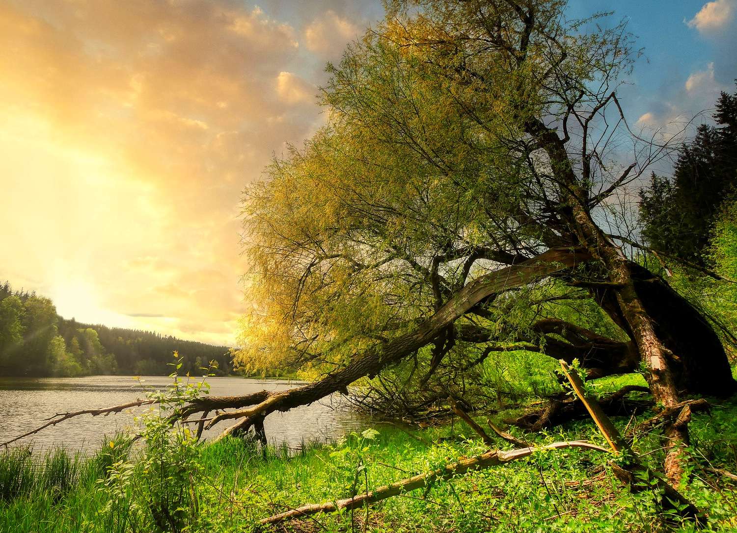 Złamane drzewo na brzegu jeziora puzzle online