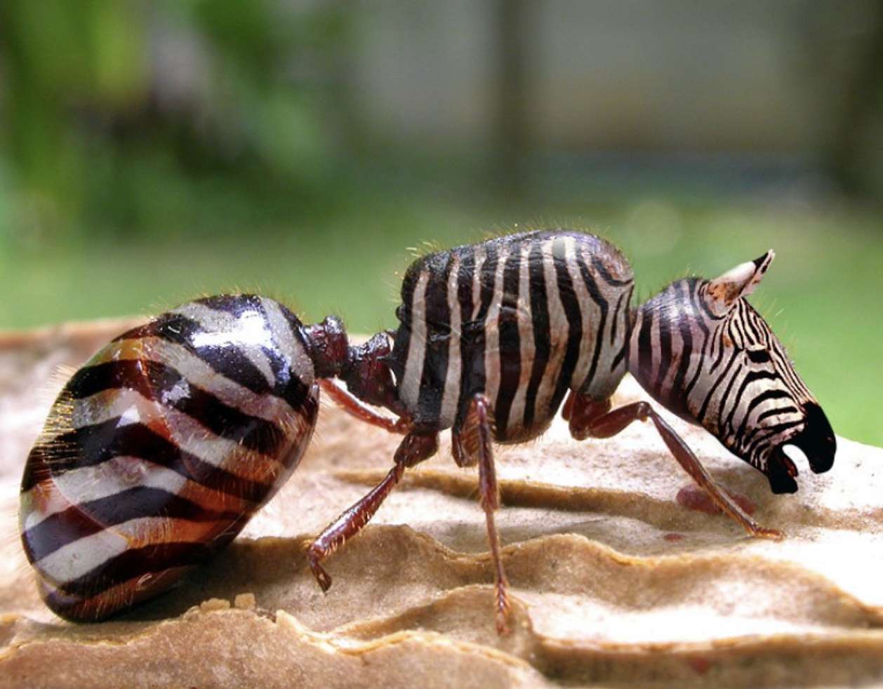 mrówka zebra puzzle online