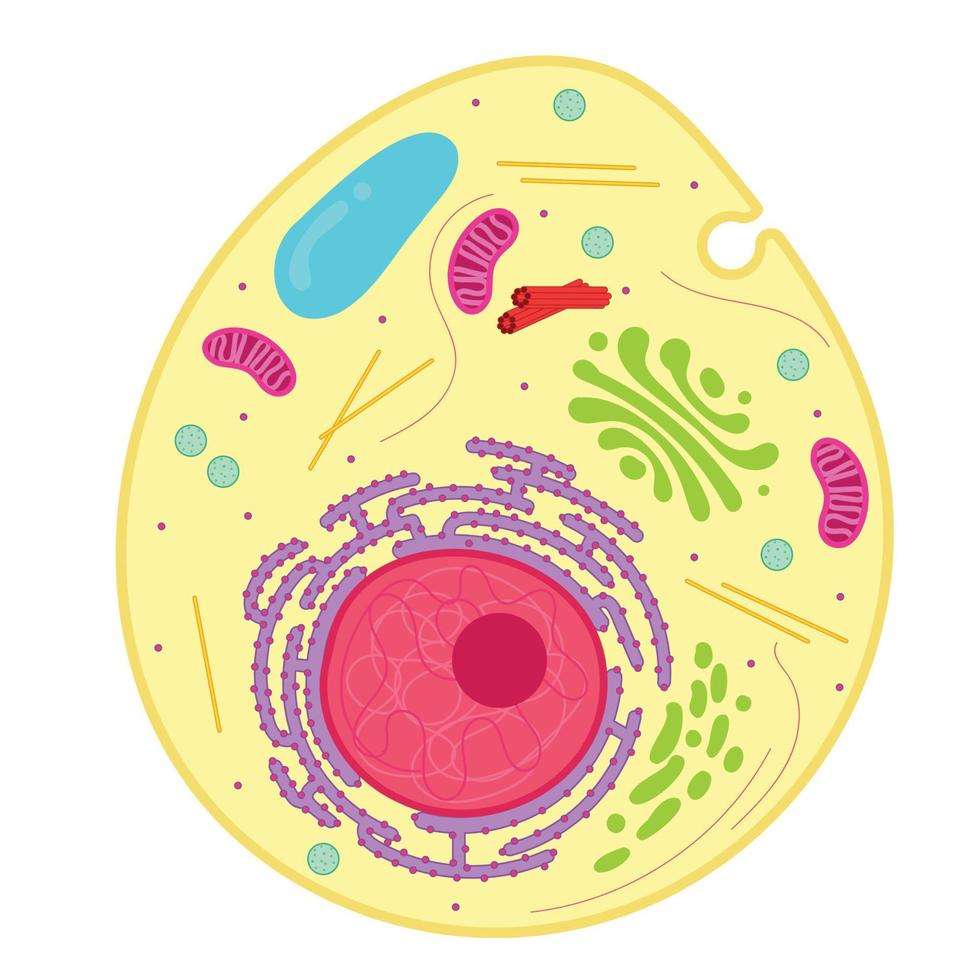 komórka eukariotyczna puzzle online
