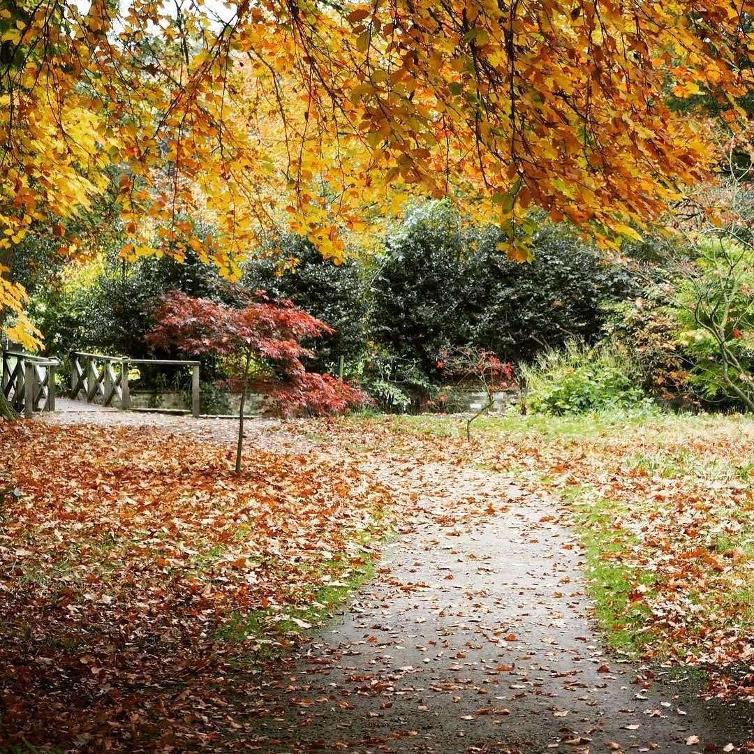 Jesień w parku puzzle online