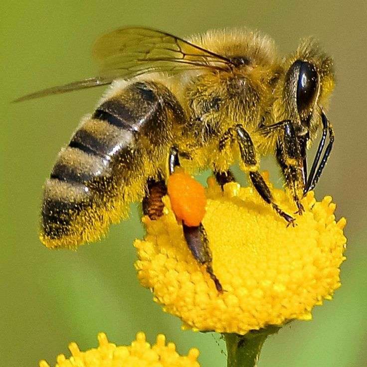 zapylanie pszczół puzzle online