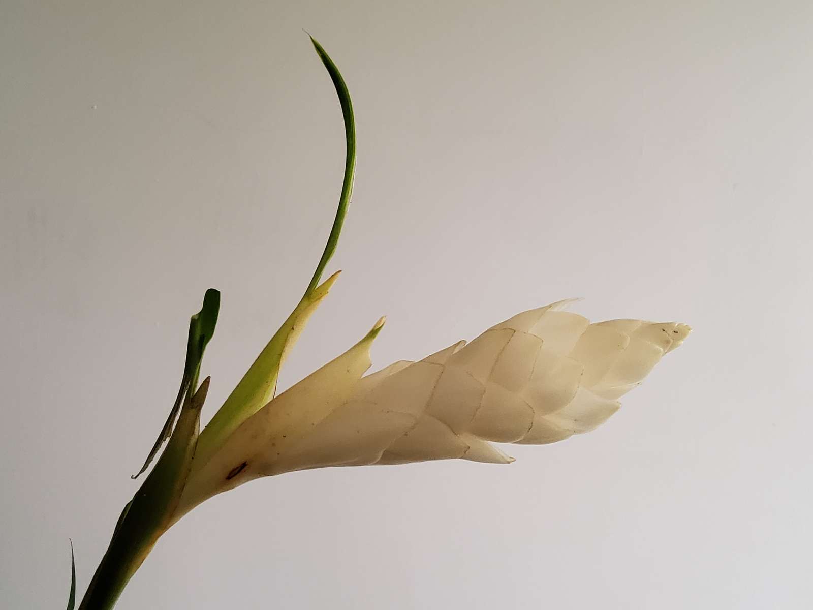 Biała Quinceañera, kwiat z Amazonii w Ekwadorze puzzle online