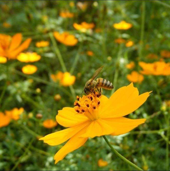 pszczoła na kwiatku puzzle online