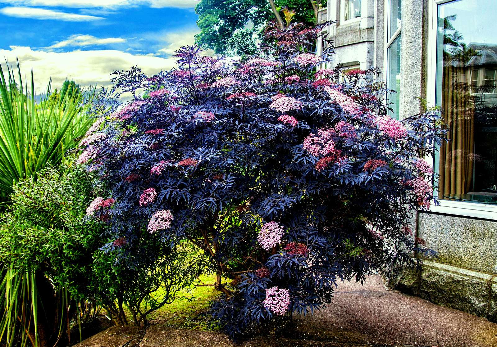 Krzew czarnego bzu w ogrodzie przed domem puzzle online