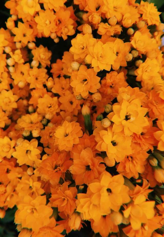 Pomarańczowe kwiaty puzzle online