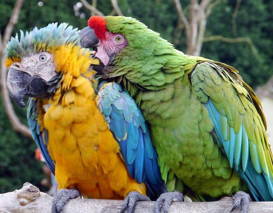 Dwie kolorowe papugi puzzle online