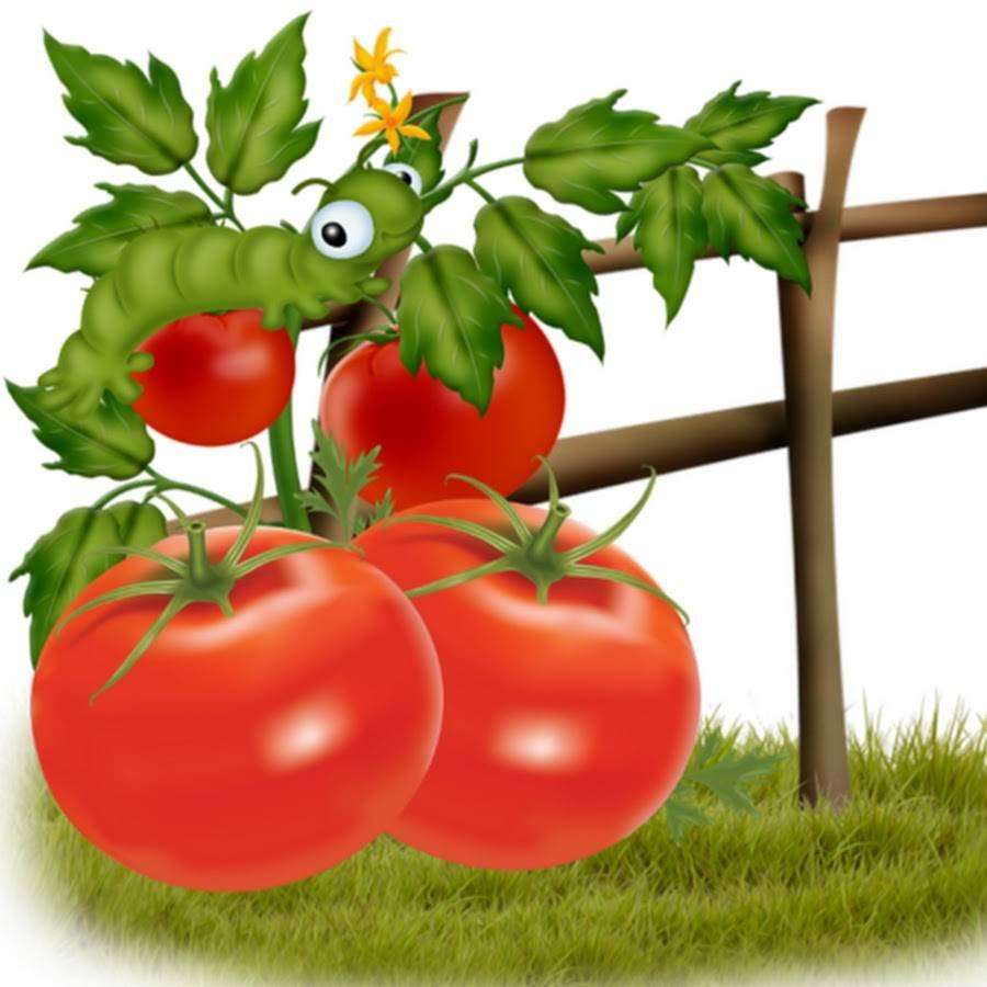 Mały czerwony pomidor puzzle online