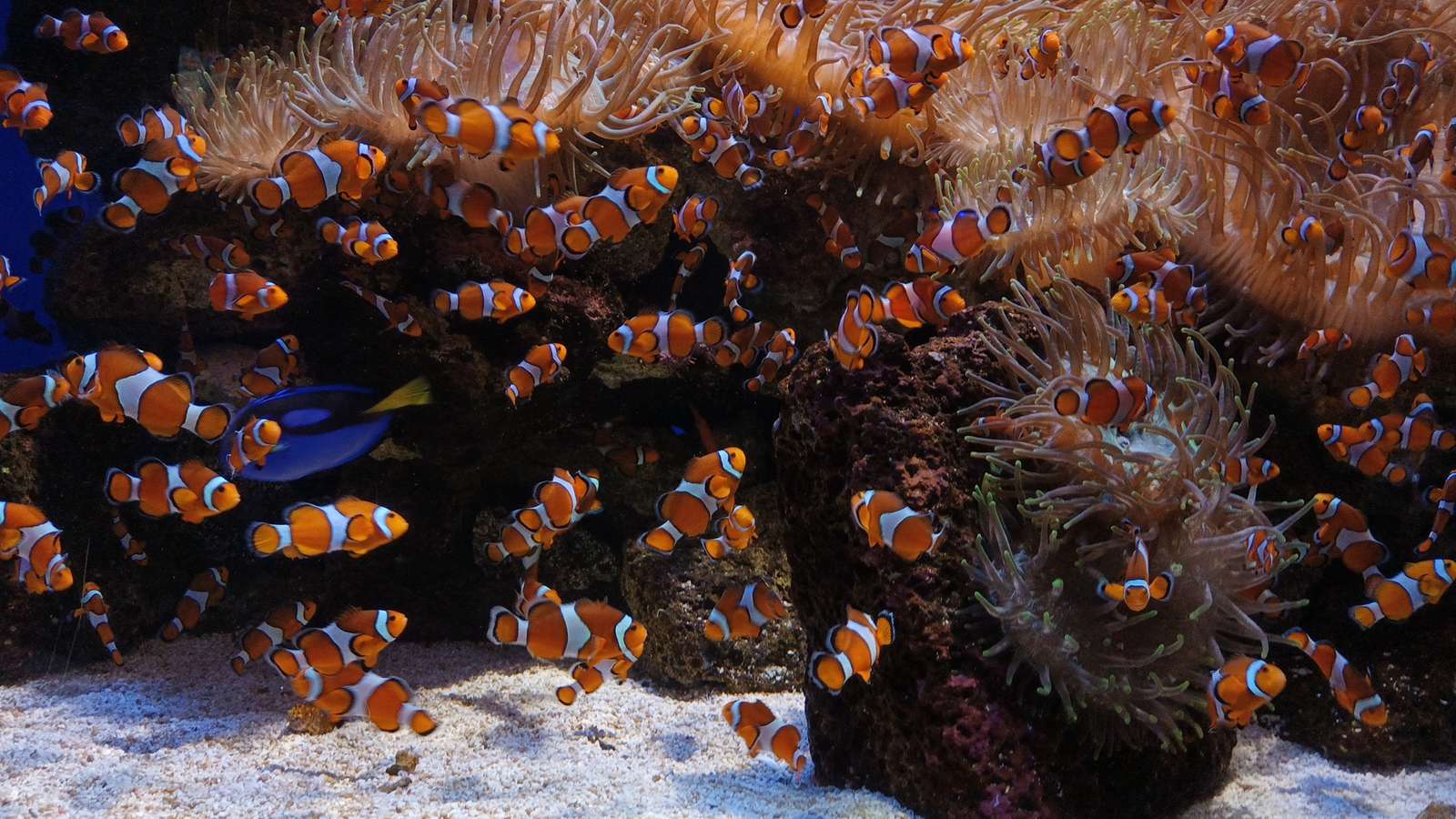 Nemo i Dory puzzle online