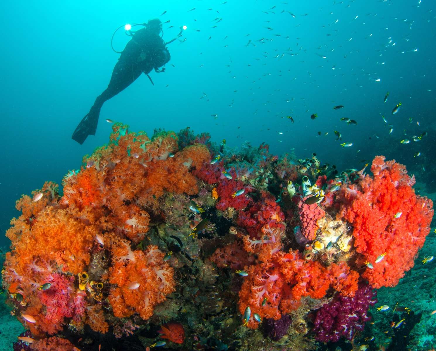 Nurkowanie. Rafa koralowa puzzle online