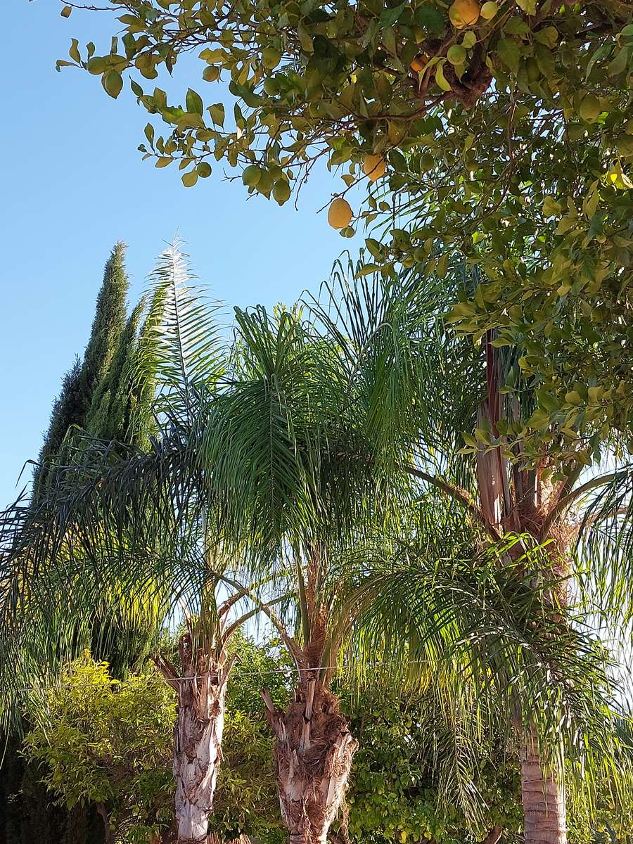 Drzewo palmowe puzzle online